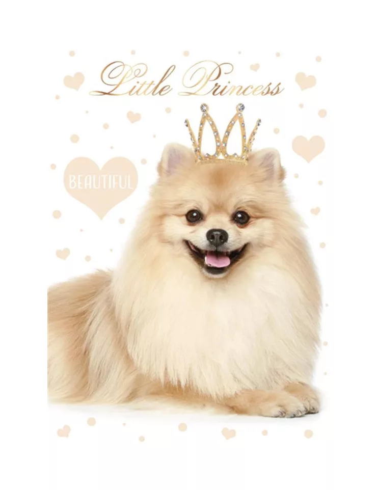 Folder A4 PES princes