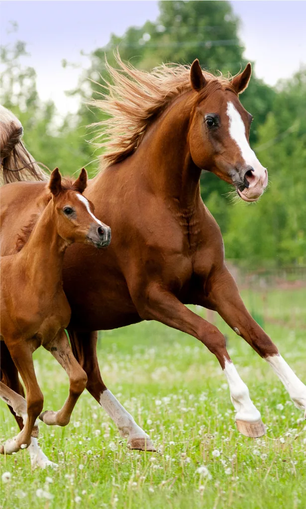 Uterák 30x50 KONE cval