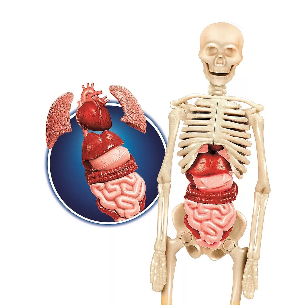 Model ľudského tela